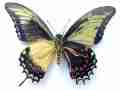 Papilio androgeus epidaurus (verso, mosaic gynandromorph) [Internet image property of respective owner, non commercial use only]